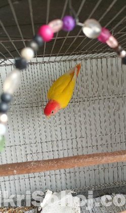 Love Bird